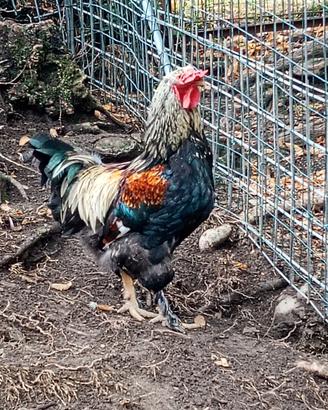 Gallo