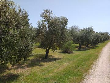 Piante di olivo