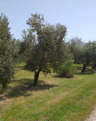 Piante di olivo