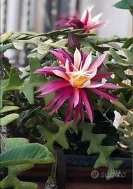 Piante disponibili con fiori spettacolari, rara