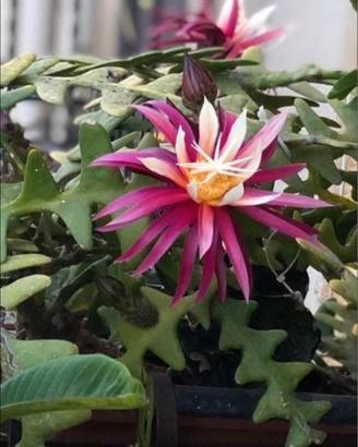 Piante disponibili con fiori spettacolari, rara