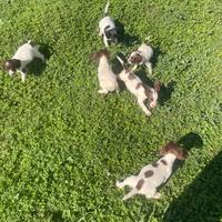 Cuccioli springer spaniel