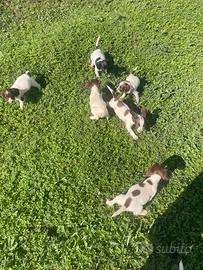 Cuccioli springer spaniel
