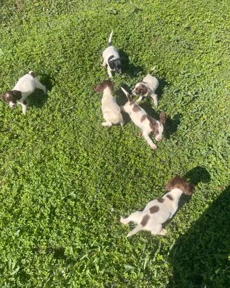 Cuccioli springer spaniel