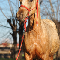 Cavalla puledra quarter