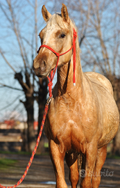 Cavalla puledra quarter