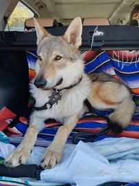 Canelupo Cecoslovacco