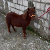 Mini Pony Shetland maschio