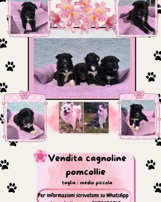 Cucciole mix Spitz e Border collie taglia piccola