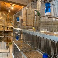 Gabbie da 130 per 60 per 50