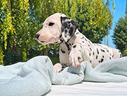 dalmata-bianco-e-nero-con-pedigree-enci