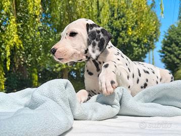 Dalmata bianco e nero con pedigree ENCI