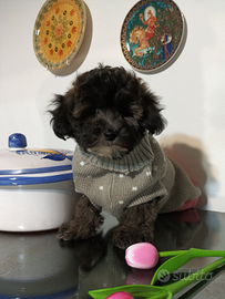 Cucciola bichon havenese femmina