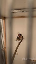 Cardellino padre e canarina