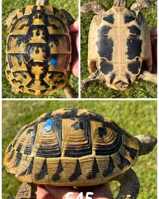 Femmina Riproduttiva Testudo hermanni boettgeri ta