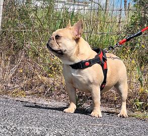 Lilac Fawn Merle Bulldog Francese Femmina