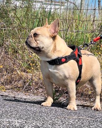 Lilac Fawn Merle Bulldog Francese Femmina