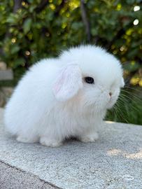Conigli Minilop