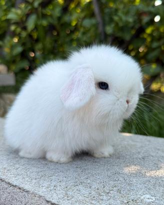 Conigli Minilop