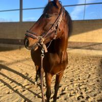 Cavallo spagnolo fida/mezza fida