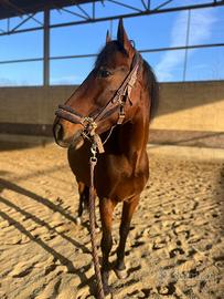 Cavallo spagnolo fida/mezza fida