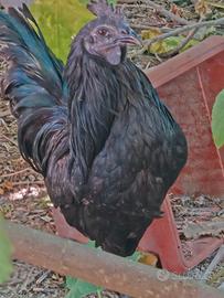 Trio galline razza cemani 