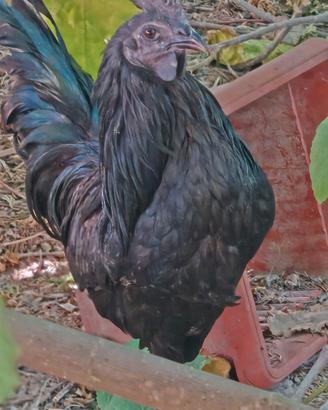 Trio galline razza cemani 