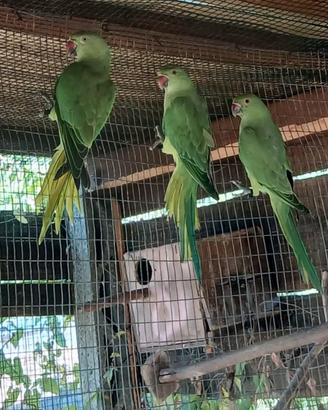 Coppia parrocchetti dal collare