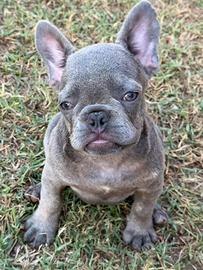 Bulldog francese