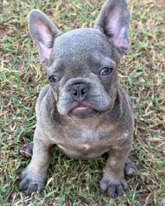 Bulldog francese