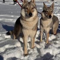 Cane lupo cecoslovacco per monta