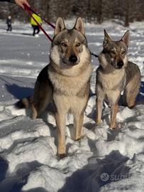 Cane lupo cecoslovacco per monta