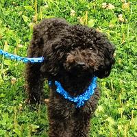 Barboncina di 5 anni sana, dolce e gentile