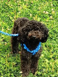 Barboncina di 5 anni sana, dolce e gentile