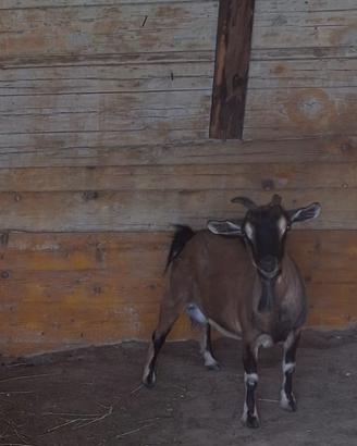 Capretta tibetana