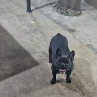 Bulldog francese