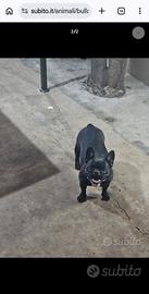 Bulldog francese