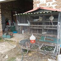 gabbia piccioni