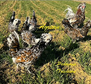 Galline Padovane