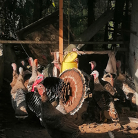 Tacchini femmine e maschi adulti