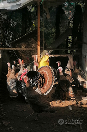 Tacchini femmine e maschi adulti