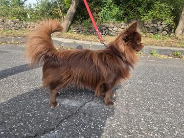 Chihuahua maschio per monta