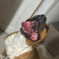 Pitbull terrier