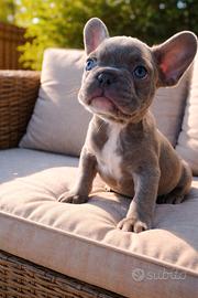 Bulldog Francese Esotico - Cuccioli TOP