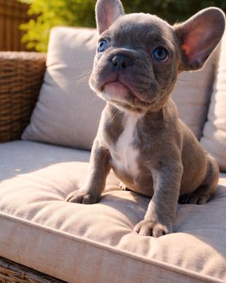 Bulldog Francese Esotico - Cuccioli TOP