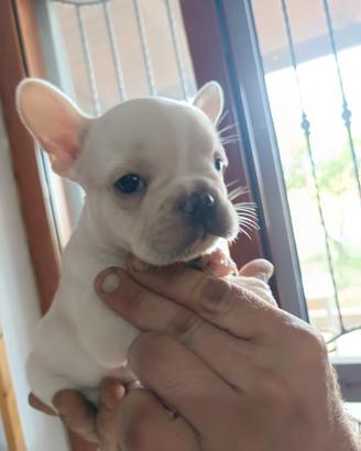 Cuccioli di bulldog francese