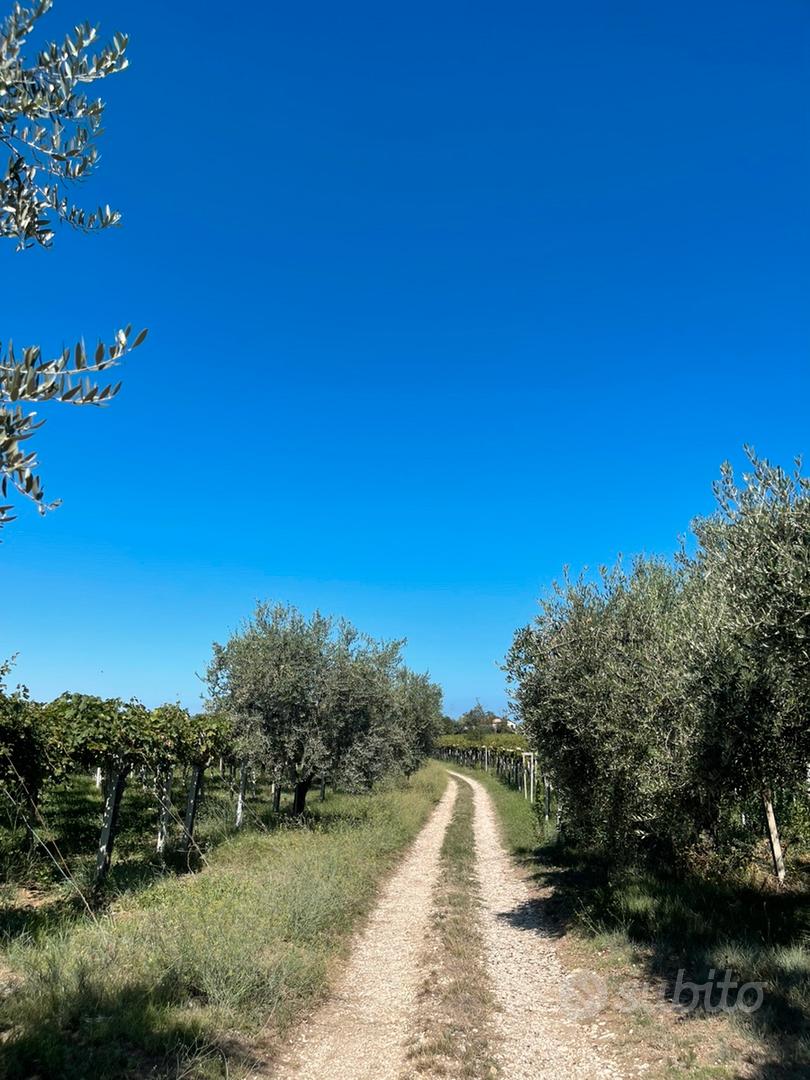 Casale con uliveto - Vista 6
