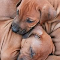 Rhodesian Ridgeback cuccioli con pedigree