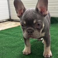 Cucciola di bulldog francese