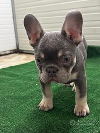 Cucciola di bulldog francese